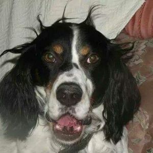 Meet your Posher, Blaize